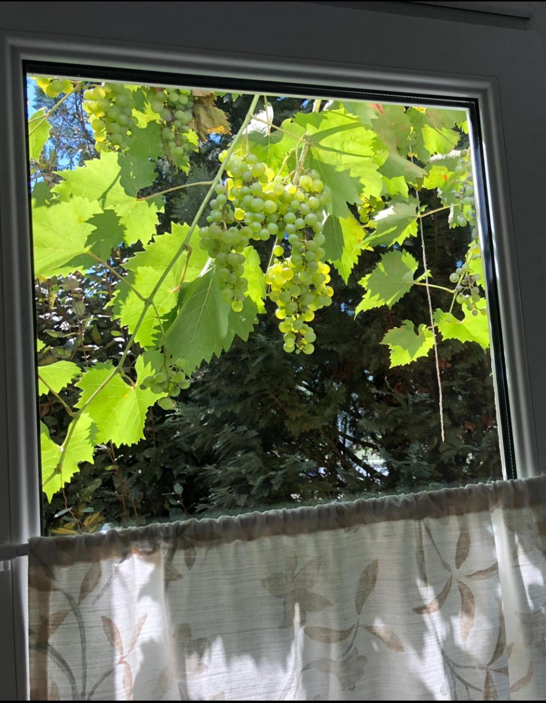 Apartmán Mosel-Erker Reil Exteriér fotografie